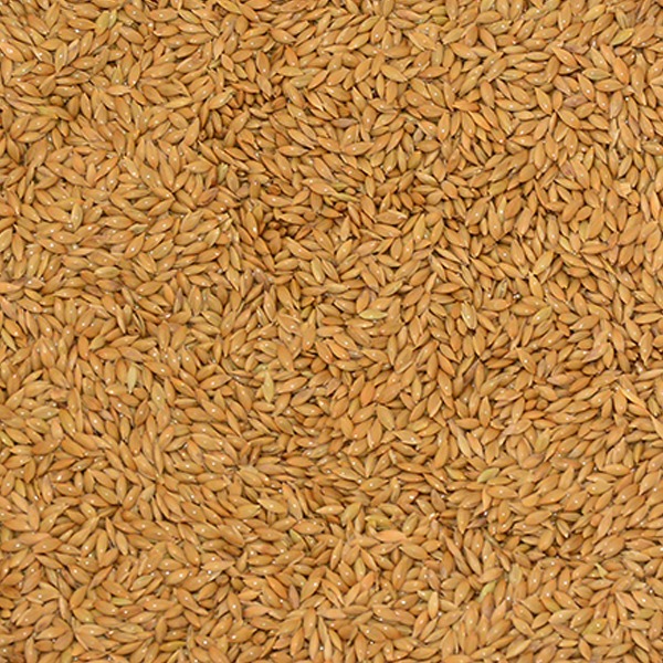 Kanarya Yemi